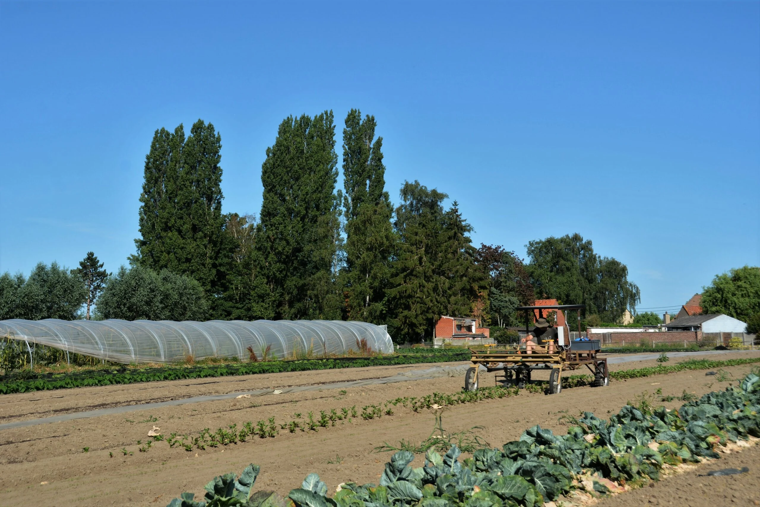 Het veld met de tunnelserres, een tractor aan het werk onder een blauwe lucht