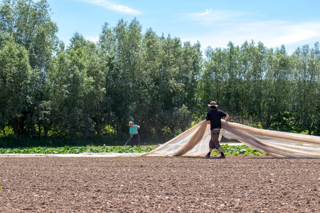 Twee mensen trekken een vliesdoek over een pas bewerkt veld, met een bomenrij op de achtergrond
